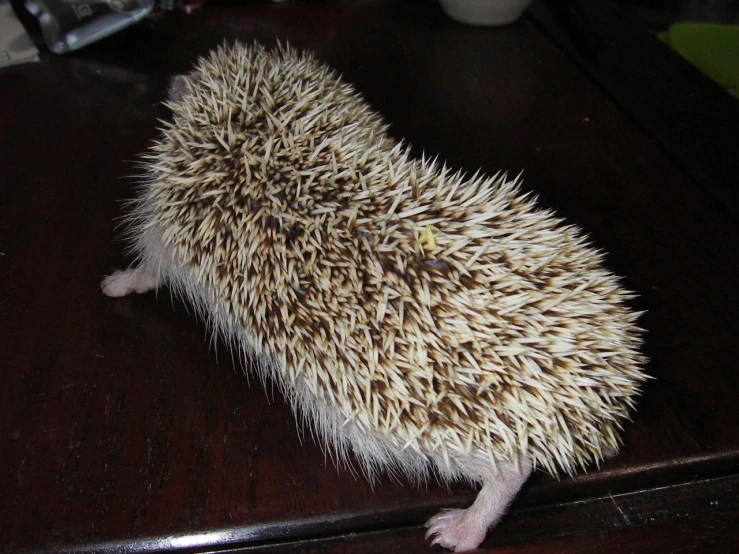 a hedgehog sitting on a table in a room