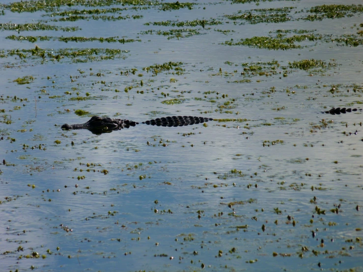 a large alligator in the middle of a pond