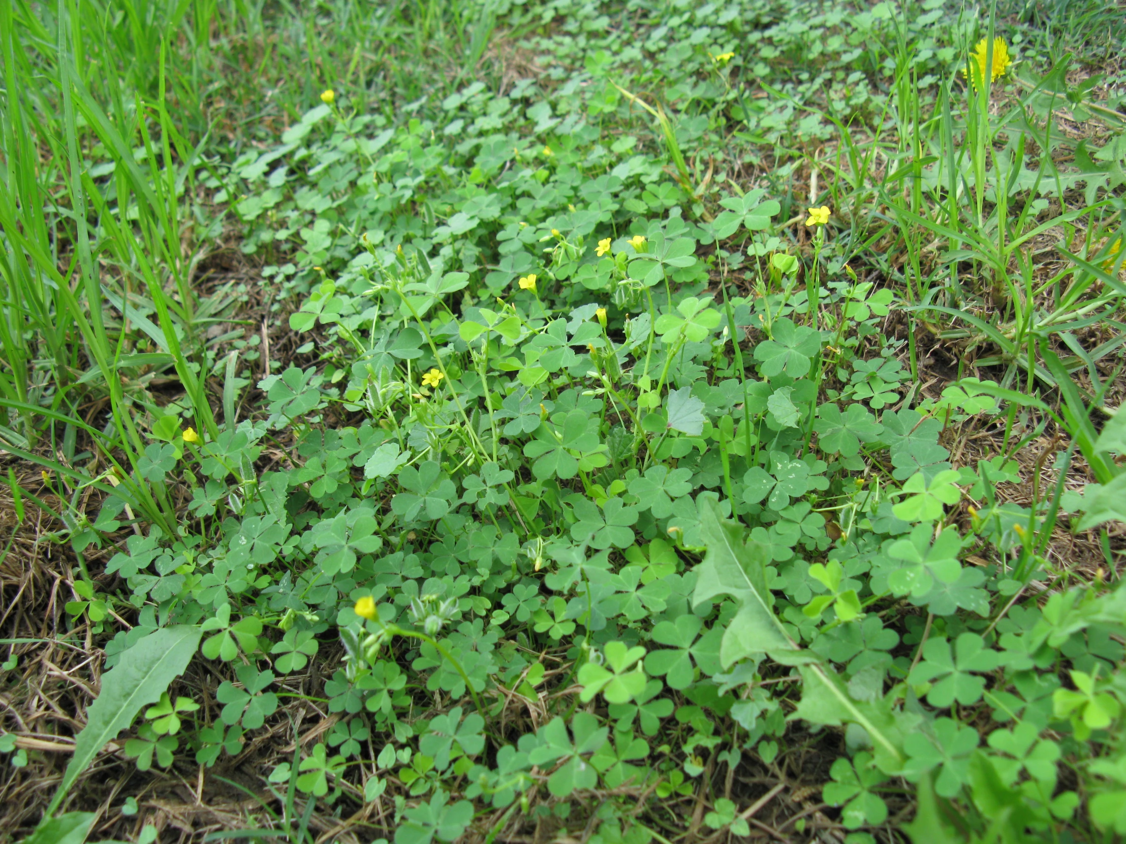 a close up of many plants with green leaves