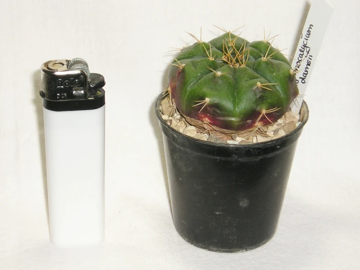 the large cactus is next to a lighter