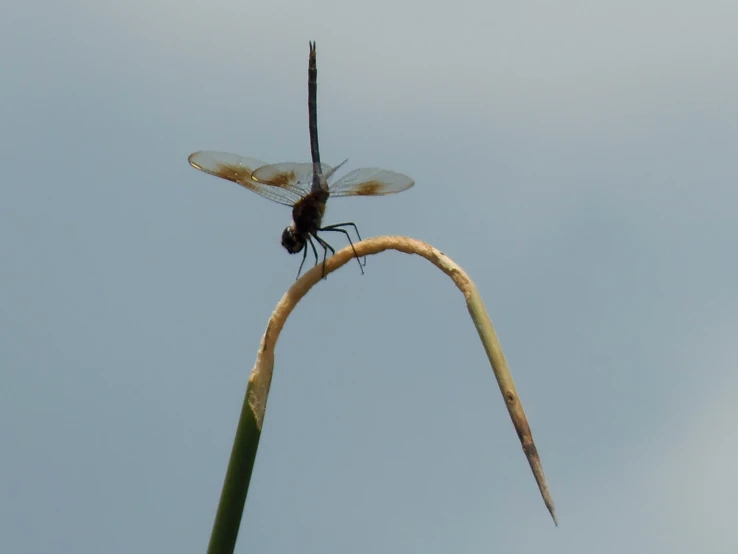 a dragonfly is standing on the tip of a plant