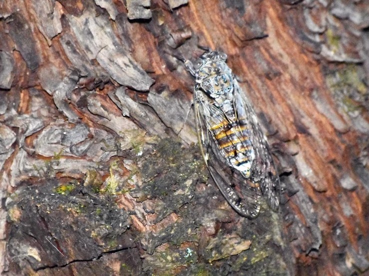 the erfly sits on top of the tree