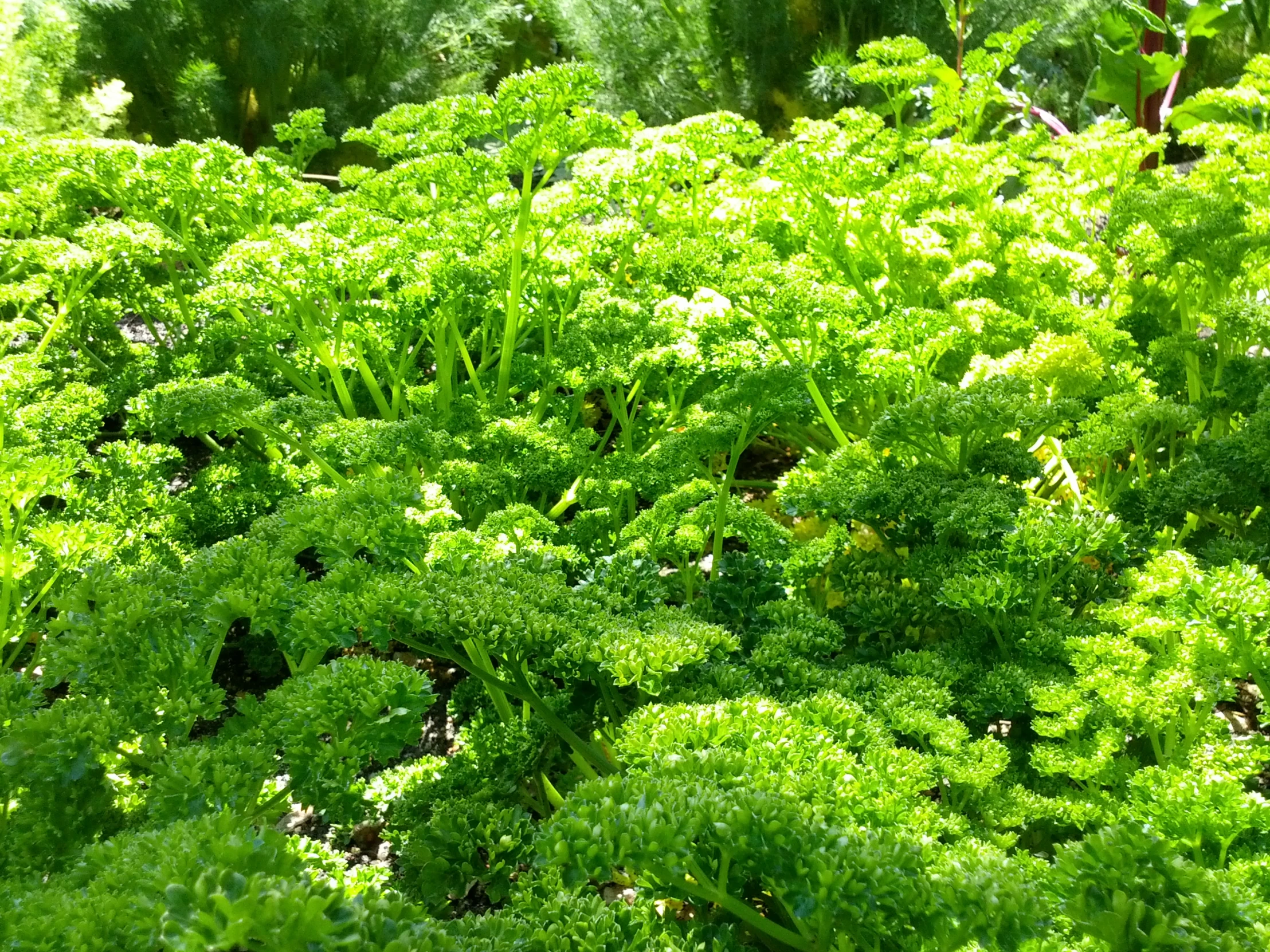 some green bushes growing in a field