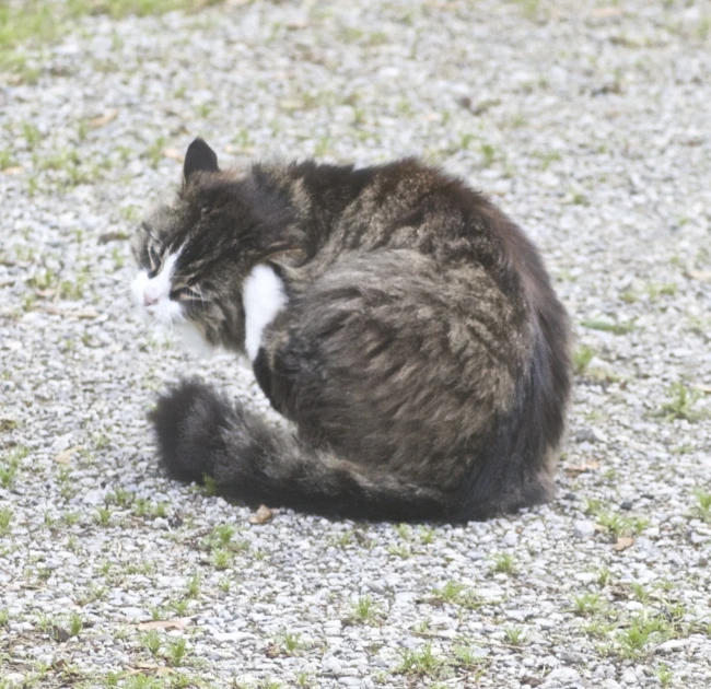 a very big furry cat laying down on the ground