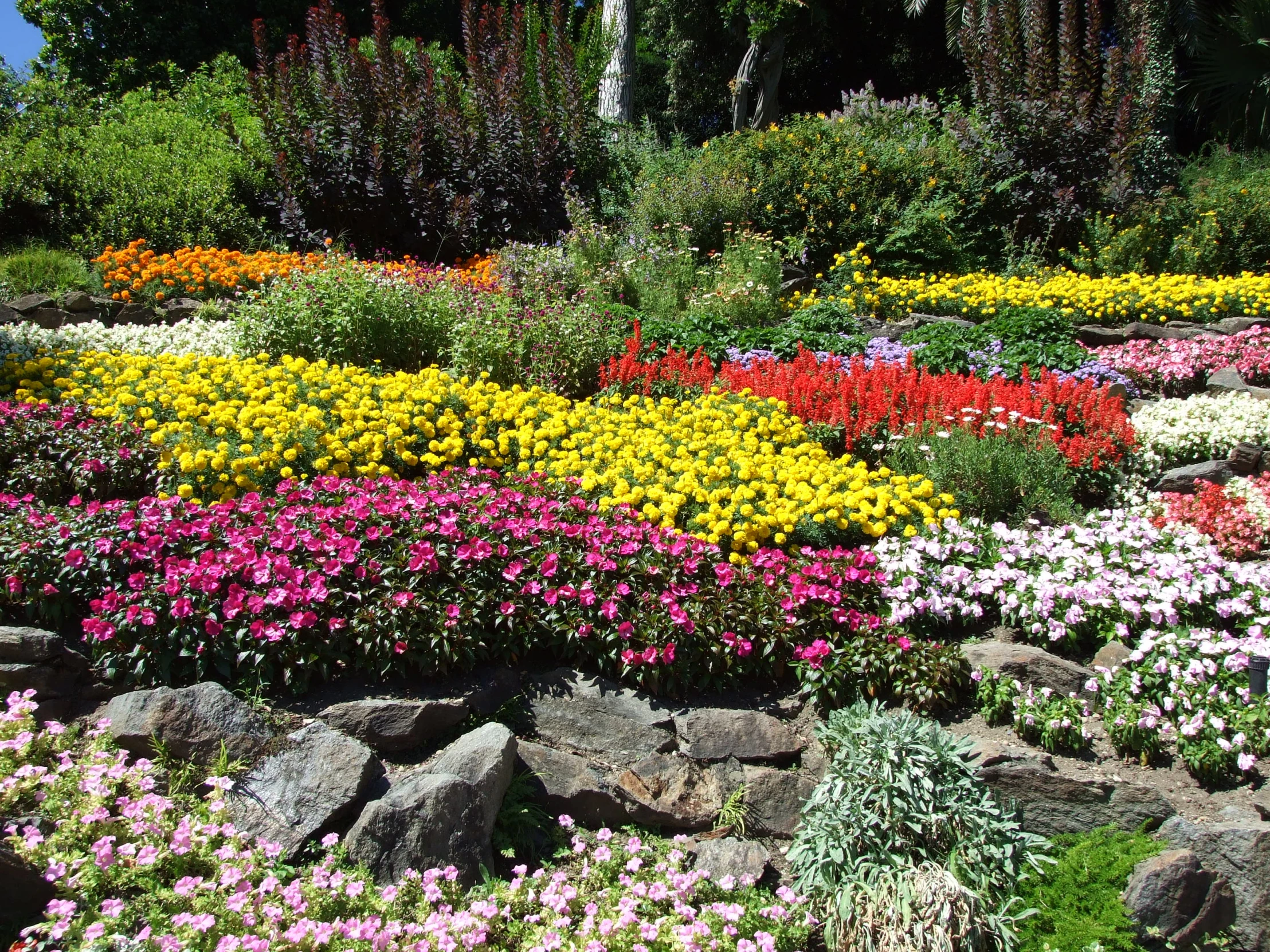 a colorful flower garden filled with lots of flowers