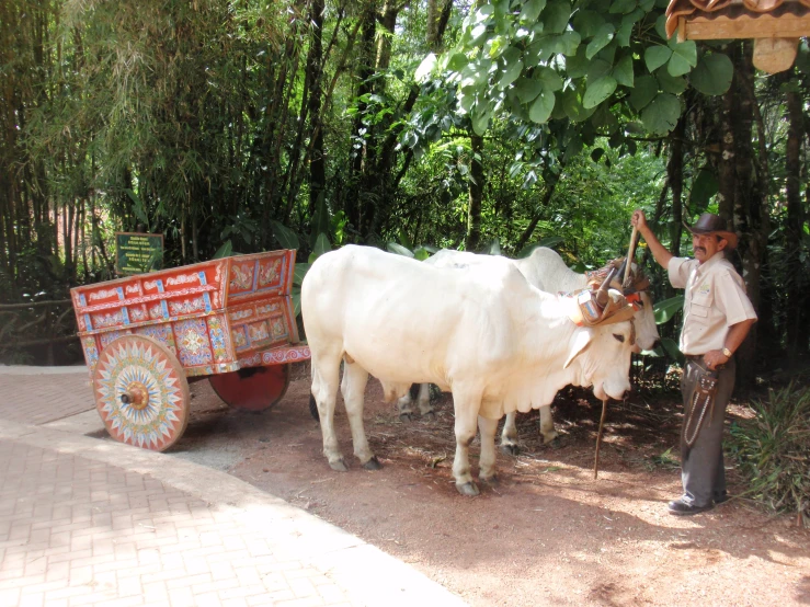 a man in a straw hat milks an animal