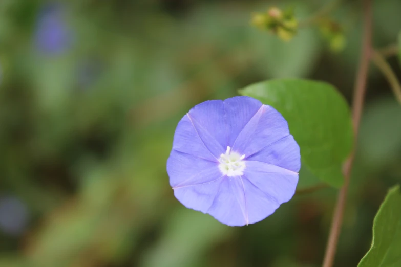 a purple flower that is on some green leaves