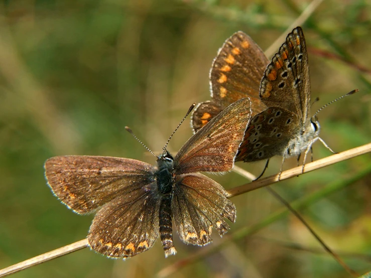 two brown erflies sitting on a tall stem