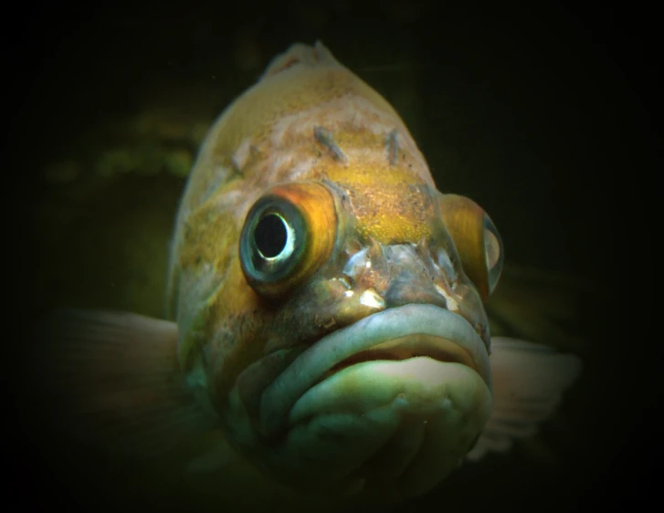 a very close up s of a fish with a bright yellow background