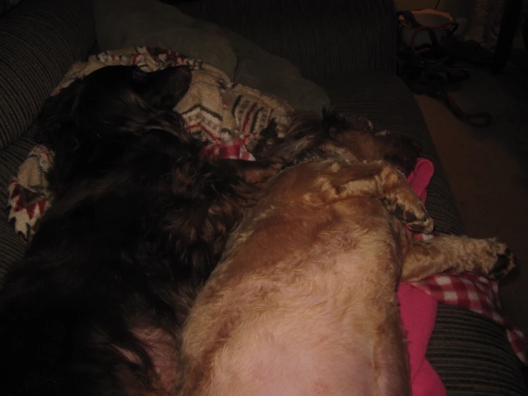 two dogs curled up sleeping on a couch