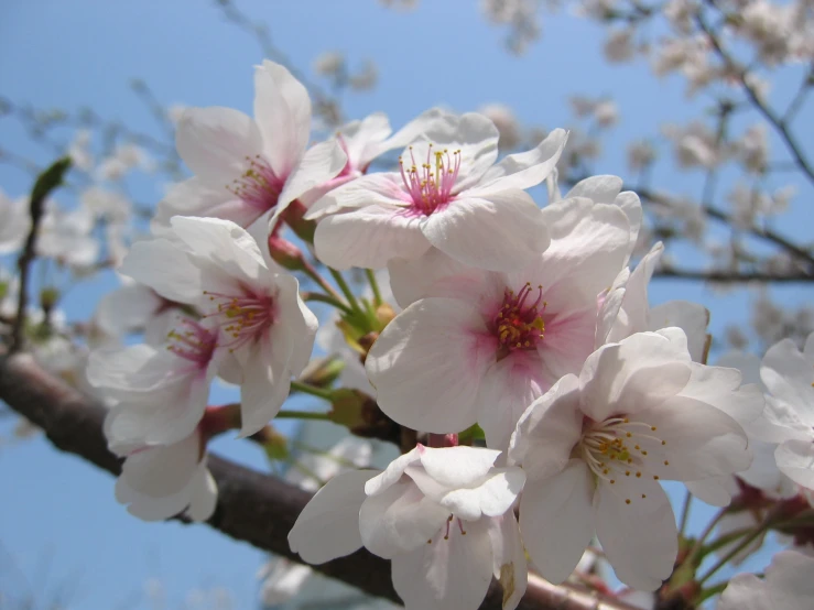 some pretty white flowers on a tree nch