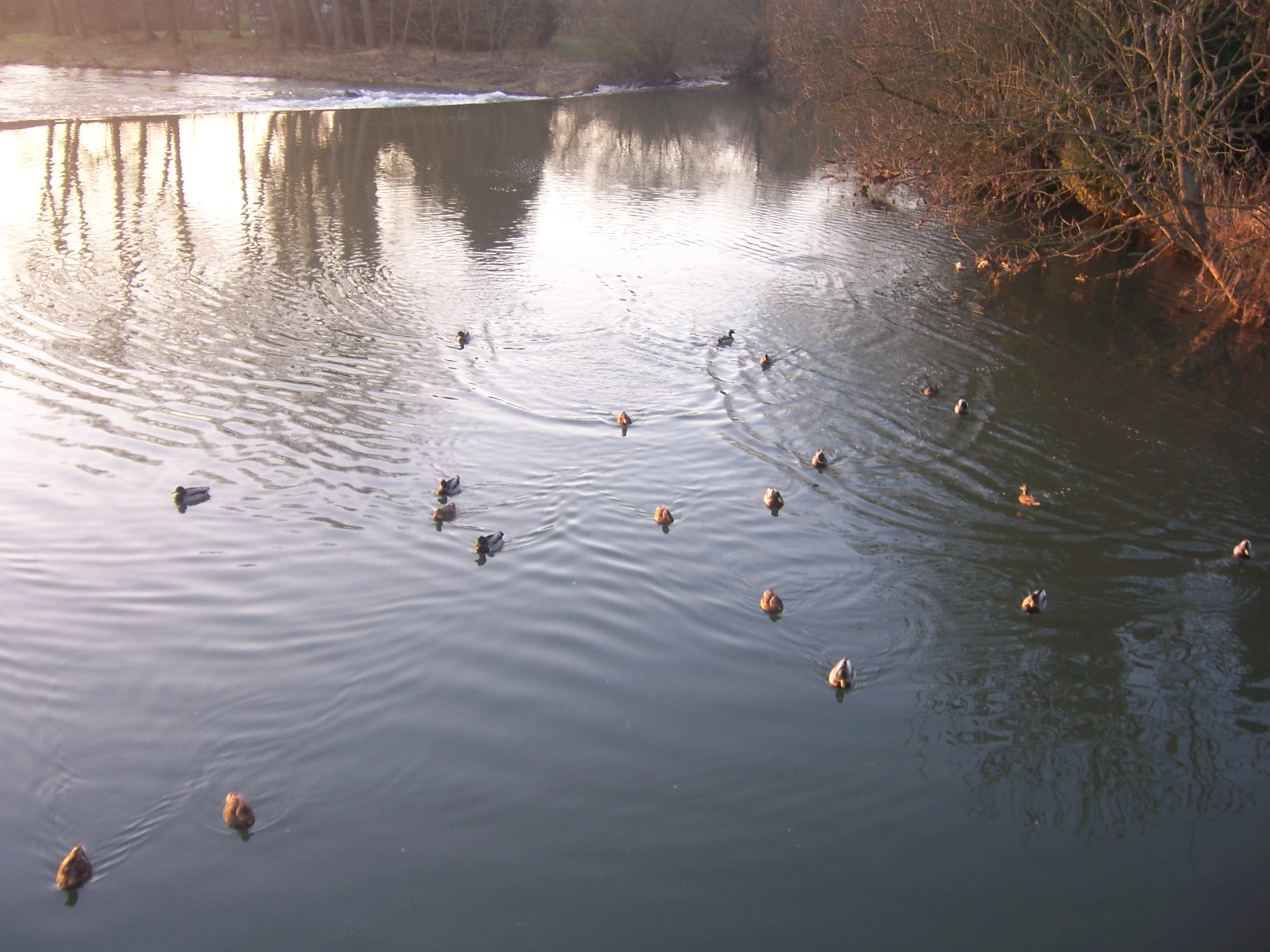 a large body of water with many ducks swimming around