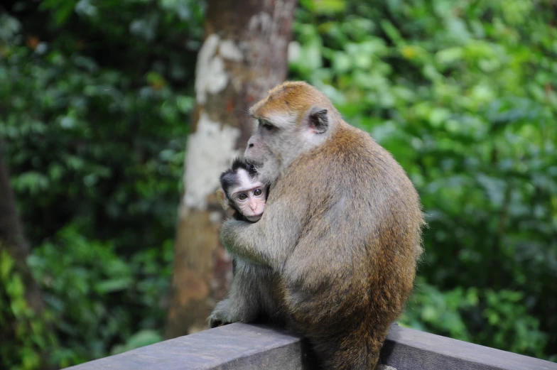 two monkeys sitting on top of a wooden ledge