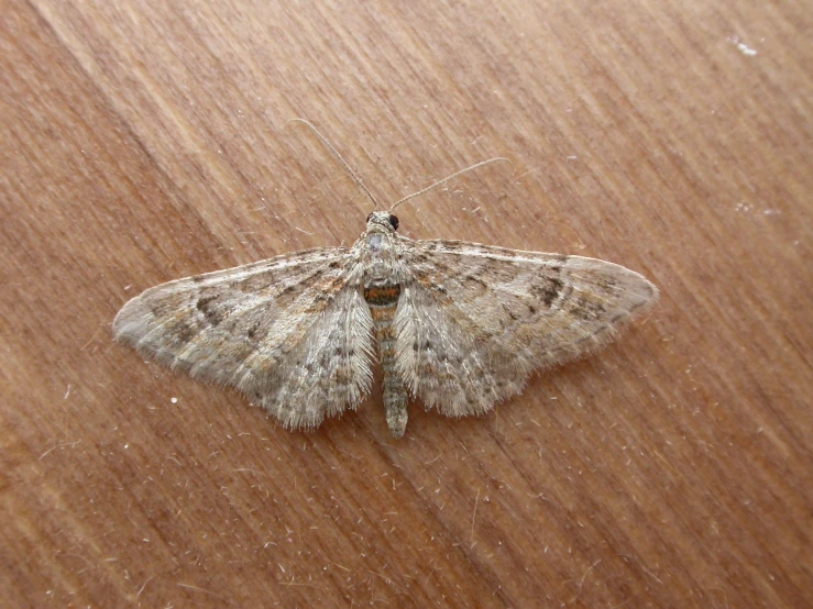 a gray and white moth sitting on top of a wooden table