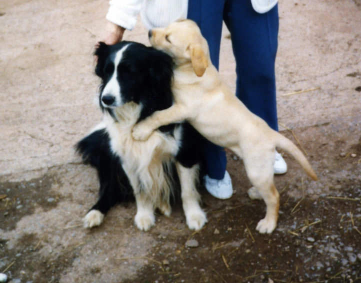 two dogs playing with the human as they stand next to them