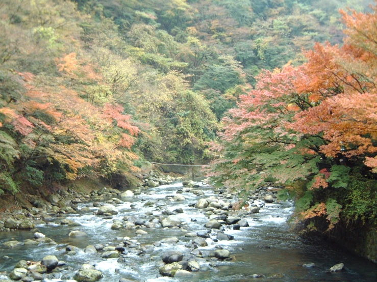 a river flows in between some trees that have orange leaves