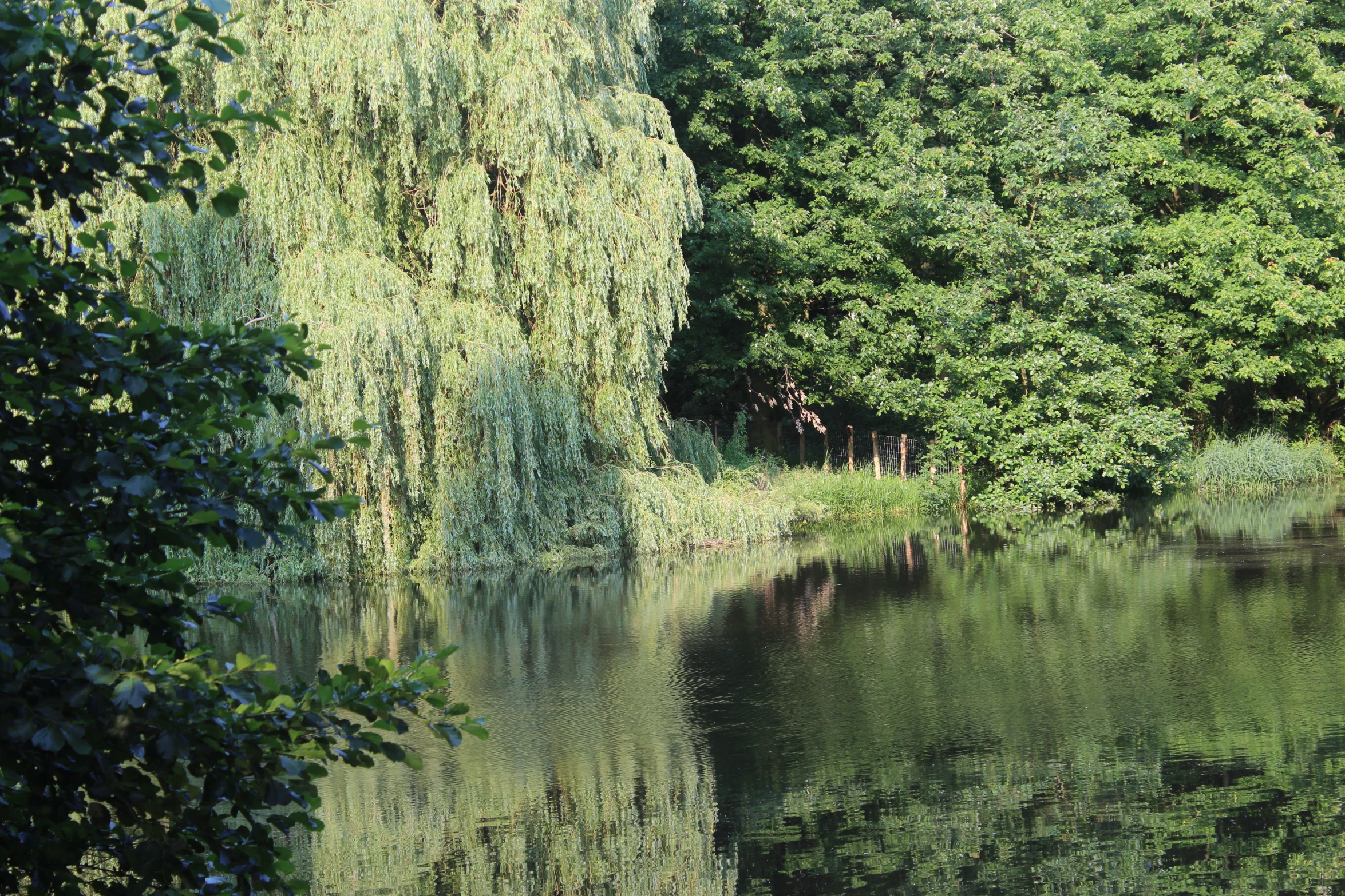 the reflection of a tree in water is shown