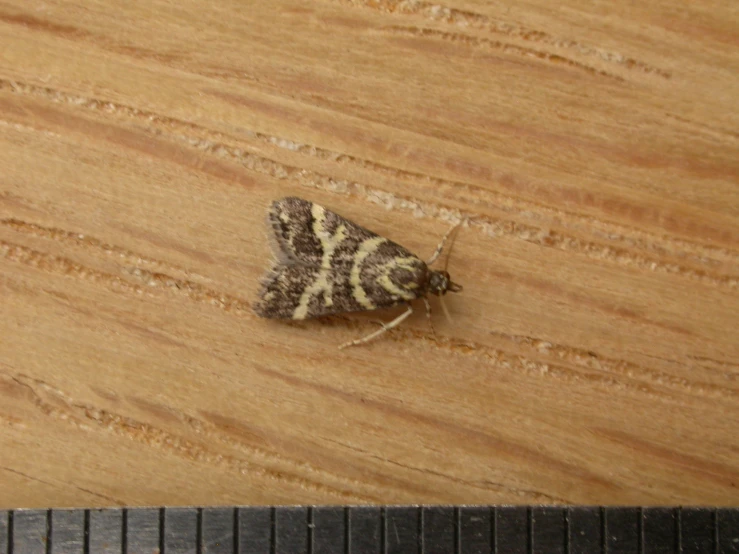 the moth is brown and yellow on the table