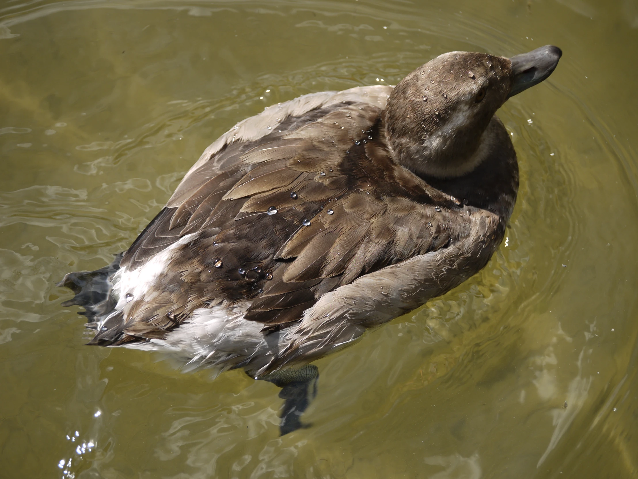 the duck is floating down in the water