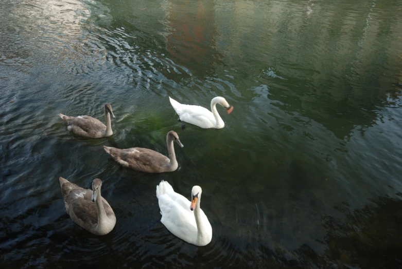 swans swim in the water near each other