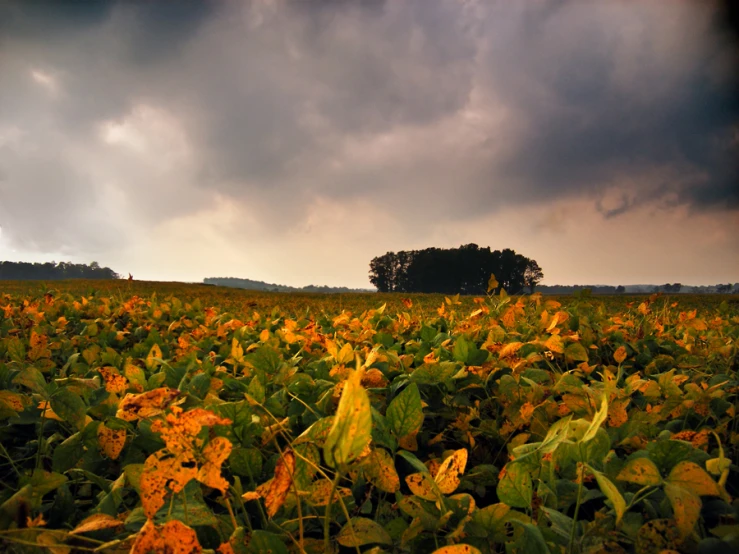 a field of green leaves and a distant tree