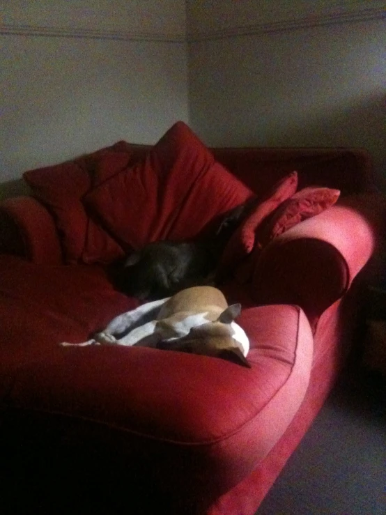 the black and white dog is sleeping on the red couch