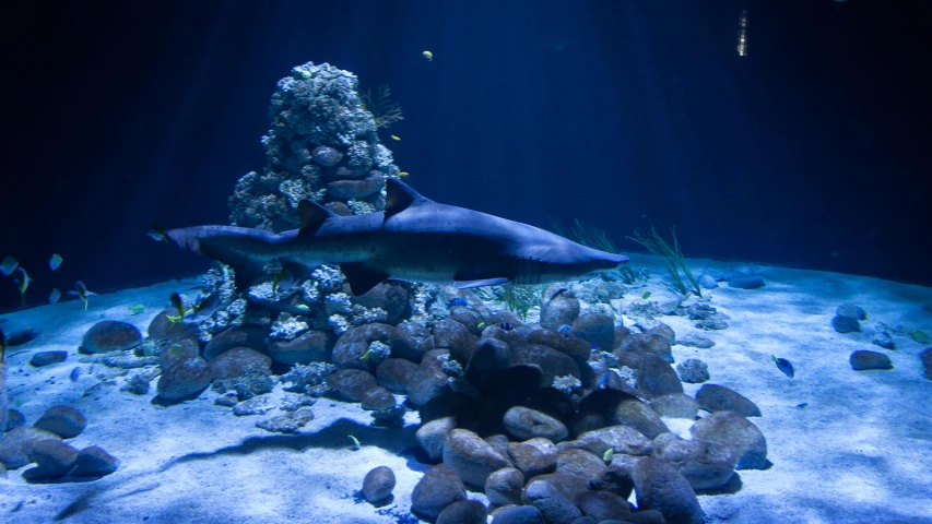 a fish swims next to an underwater rocky bottom