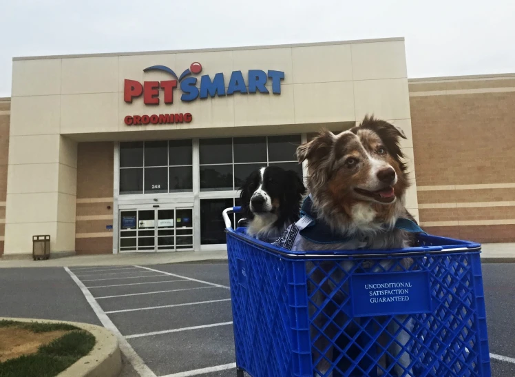 a dog is in a basket on a store front