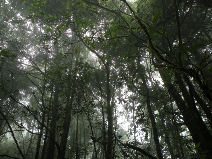 a forest filled with lots of trees and foliage