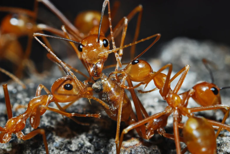 the orange ants are crossing in to their mate