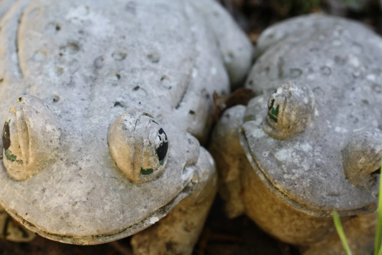 three grey frog heads laying on the ground