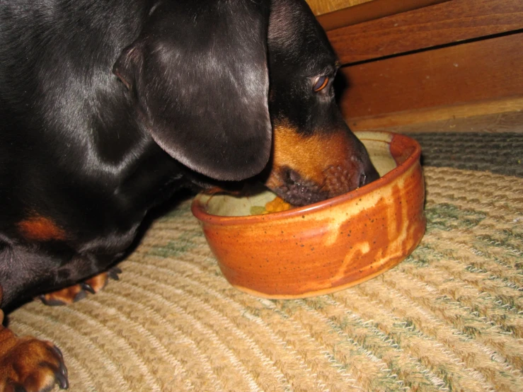 a dachshund eating food out of a bowl