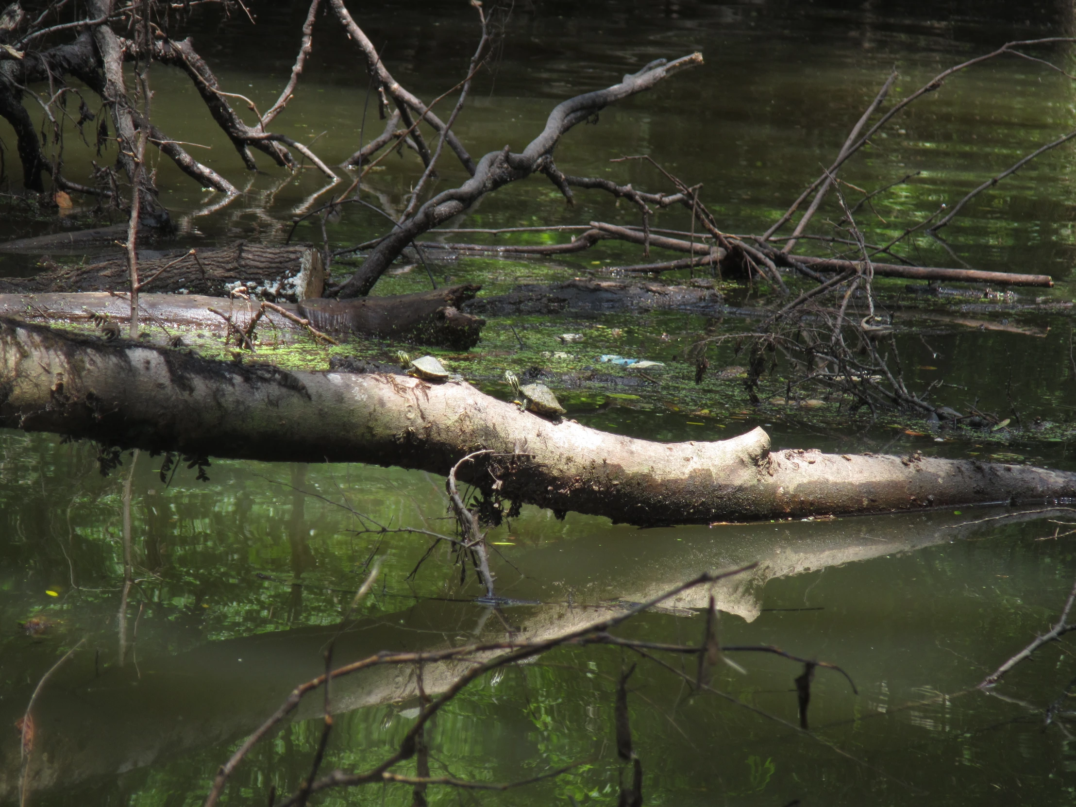 the tree is laying in the water next to nches