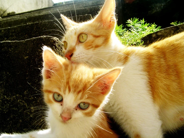 two orange and white kittens one looking at the camera