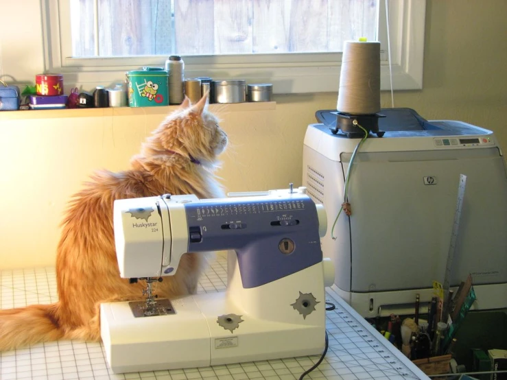 a cat sitting in the kitchen looking at an old sewing machine