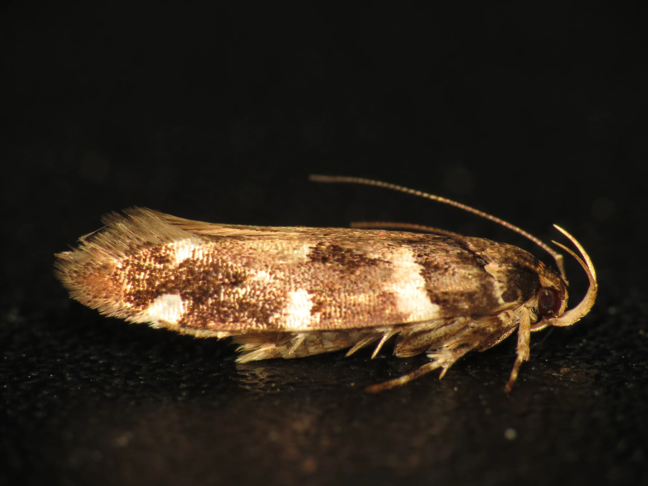 a moth with yellow and white spots sits on the ground