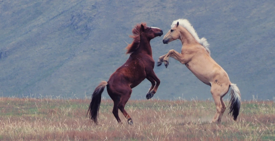 two horses that are standing in the grass