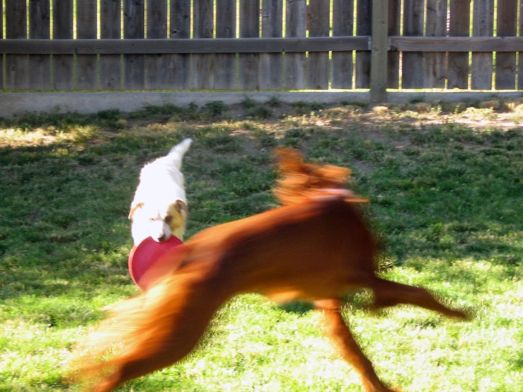 a dog running with a frisbee in its mouth