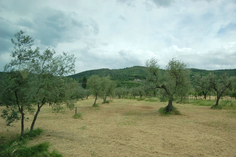 an arid field filled with lots of trees