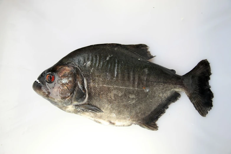 an empty fish that has red eyes laying on white surface