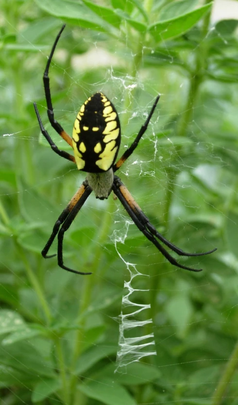 a spider sits in its web in front of a green plant