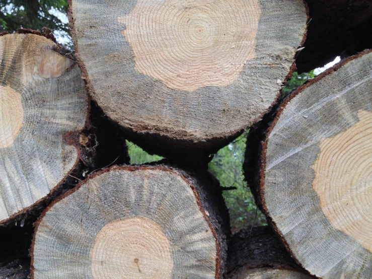 a large pile of tree cut logs in a forest