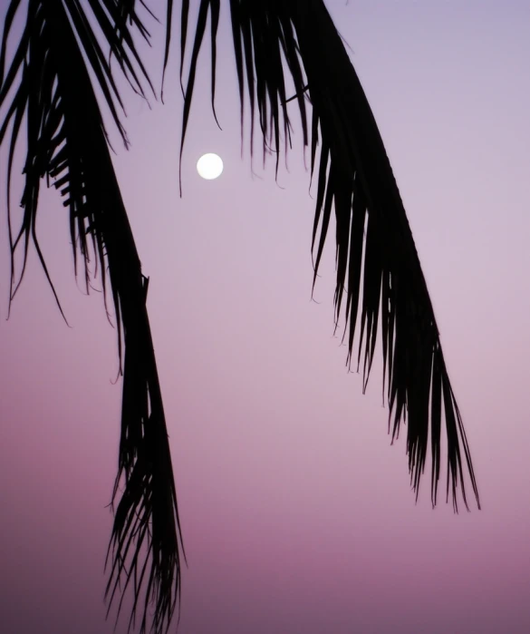 the sun sets behind two palm trees near the ocean