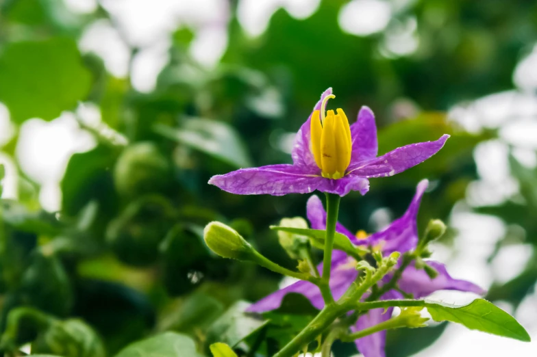 some purple flowers are blooming in the bush