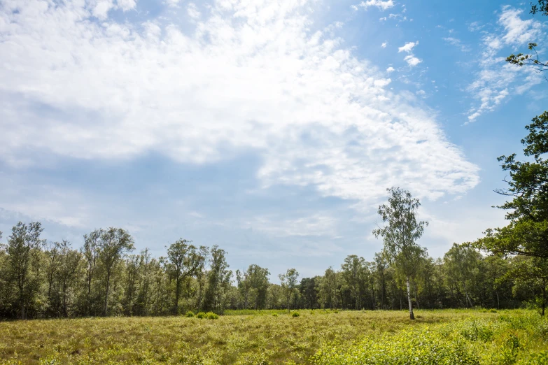 a grassy field with trees and blue sky in the background