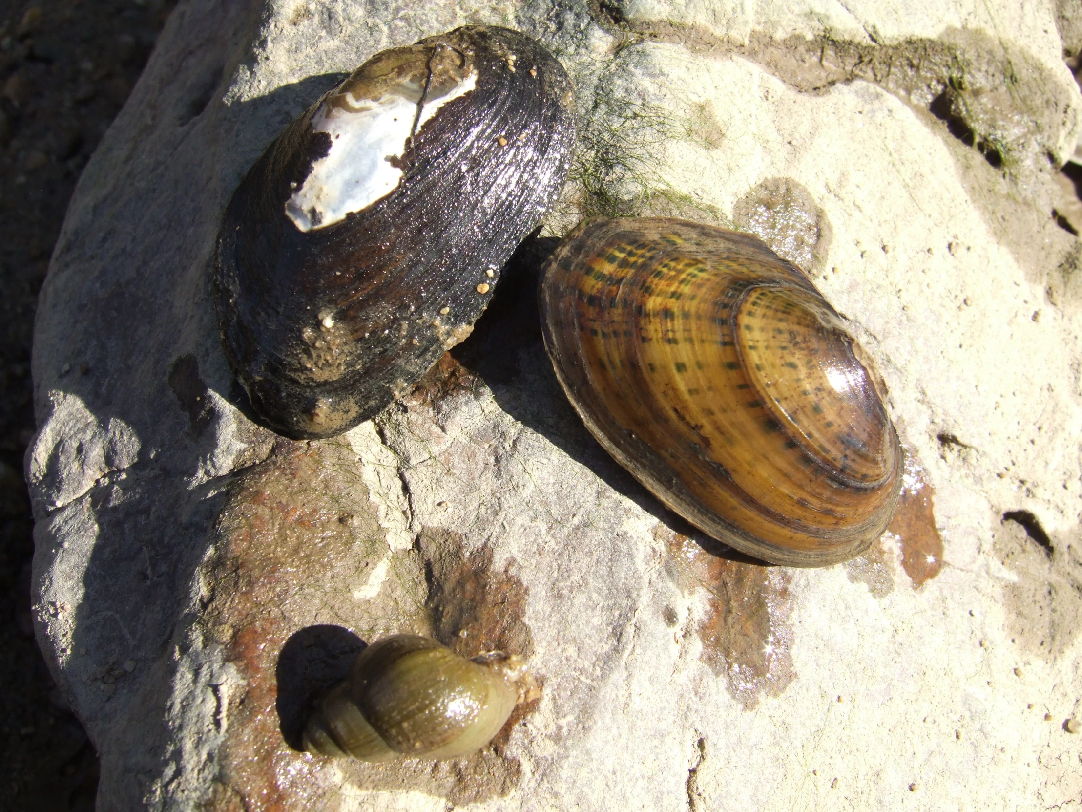 a shell rests on a rock, near a snail