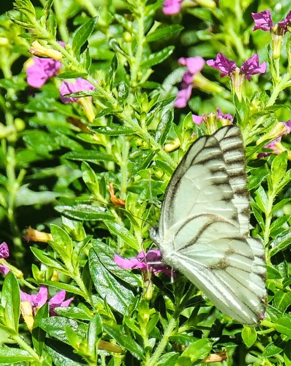 a white erfly sitting on a green and purple plant