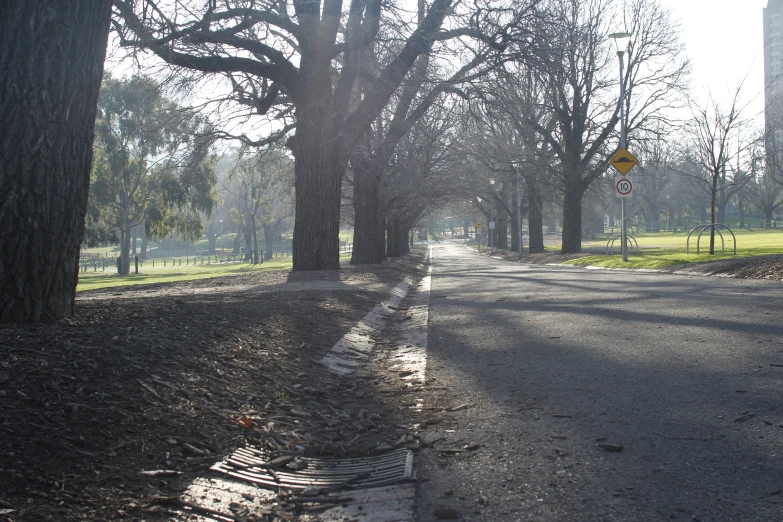 the trees line this tree lined street