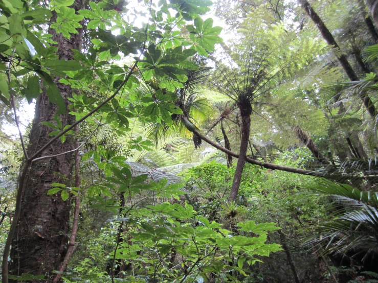 a large forest with lots of tall trees