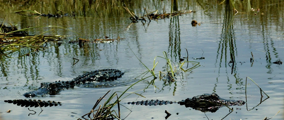 alligators swim in the water and rest on the surface